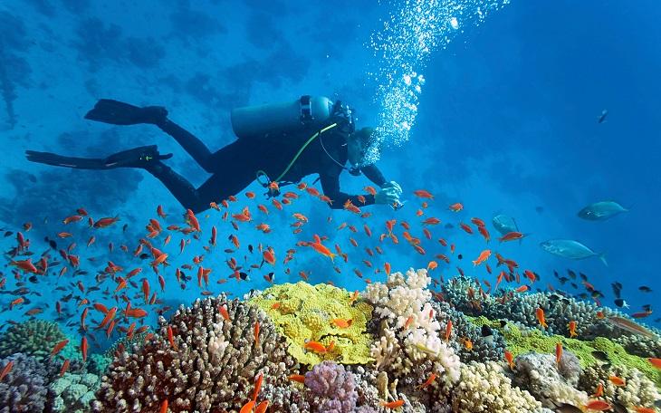 Immersioni & Snorkeling